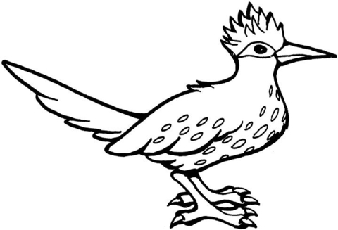 Roadrunner Bird  Coloring Page